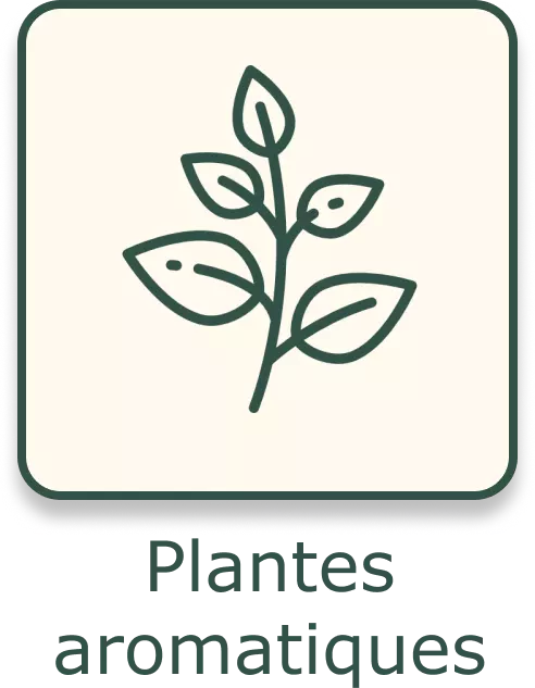 Bouton plantes aromatiques et médicinales